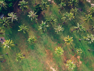 椰子树公园顶端景色绿图片