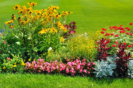 夏季花坛和绿色草坪背景图片