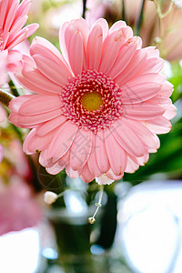 花束中粉红色的G图片