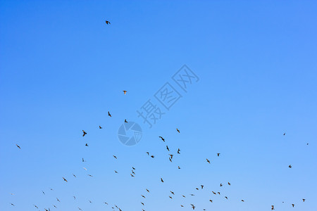 蓝天背景下的飞鸽图片