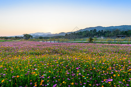 花朵开花场图片