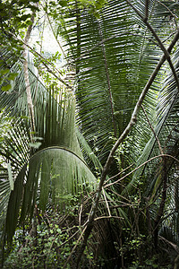 热带雨林中的棕榈树墨西哥亚拉图片