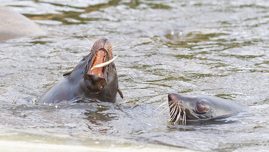海狮吃鱼喂食时间图片