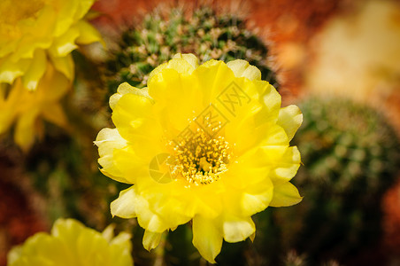 Neoporteria仙人掌的黄色花绿色多肉植物图片