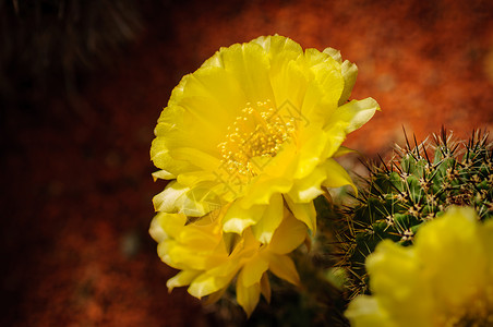 Neoporteria仙人掌的黄色花朵绿色多肉植物背景图片