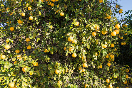 葡萄柚树上长着一串准备收割的葡萄柚图片