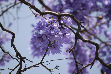 Jacaranda树紫色花朵与蓝天相对照图片