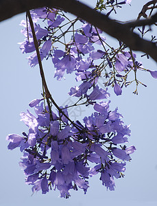 Jacaranda紫花垂图片