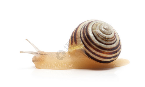 白色背景上的蜗牛宏图片