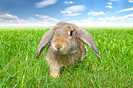 棕色垂耳兔绿草和天空背景春天图片