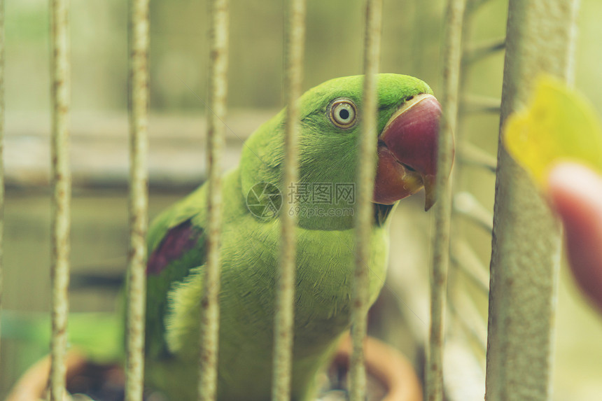 笼子里的绿鹦鹉图片