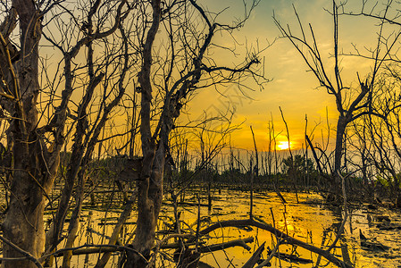红树林的日落泰国的热带景色图片