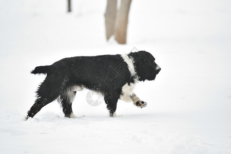 冬季散步的俄罗斯猎犬冬季散步图片