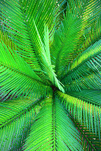 蓬松的棕榈叶照片背景图片