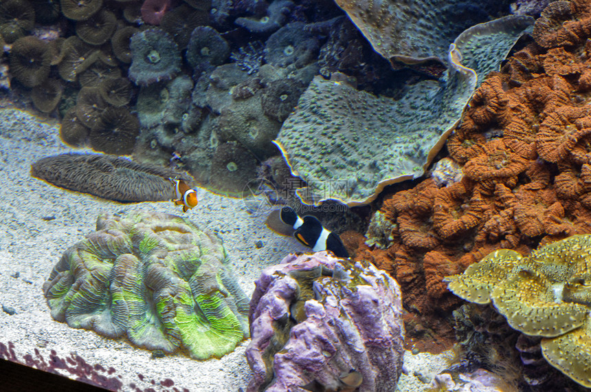 热带水族馆里满是五颜六色的鱼图片