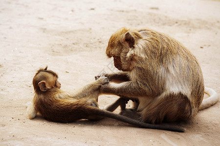 猴子在地上照顾婴儿图片