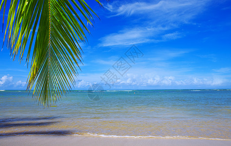 美丽的热带海滩有棕榈树图片