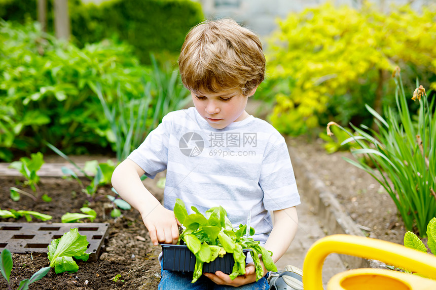 可爱的学龄前儿童男孩在春天种植蔬菜沙拉快乐的孩子玩园艺孩子在国内菜园里用西红图片