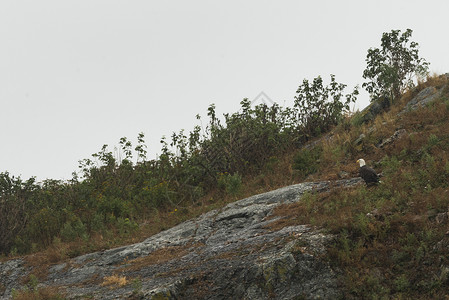 鸟坐在大自然的悬崖上图片