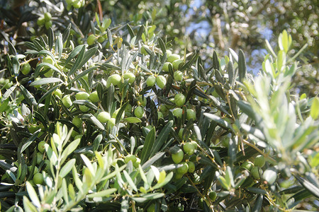 绿橄榄树枝上有果实图片