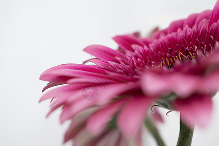 特写粉红色非洲菊雏花束图片