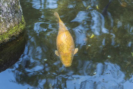 日本的花式鲤鱼图片