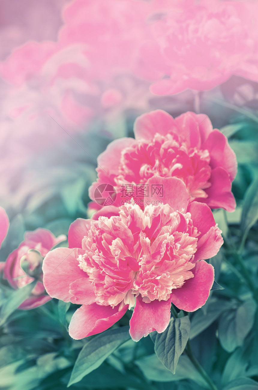 花园里的粉红色牡丹花园里红牡丹的特写新鲜的图片