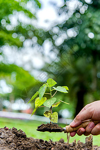 树发光植树砍树缝合在园中耕种背景图片