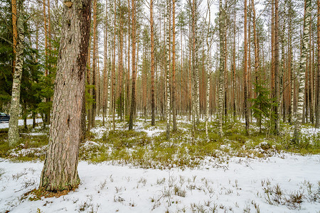 寒冷的天气下雪和树干图片