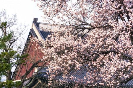 Gyeongbok宫殿的杏仁花树背景图片