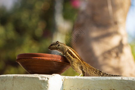 棕榈松鼠食用饲料者图片