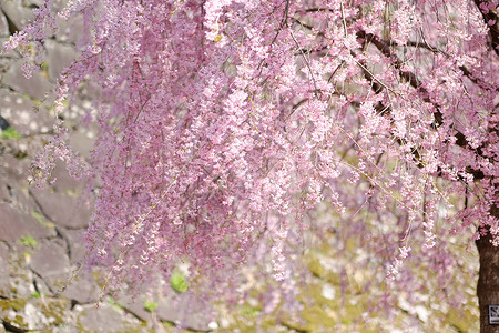 春月樱花图片