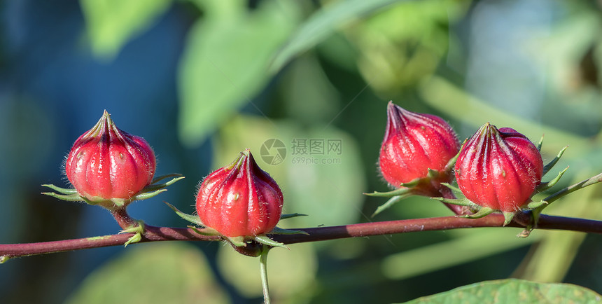 sabdariffa或植物上的玫瑰水果图片