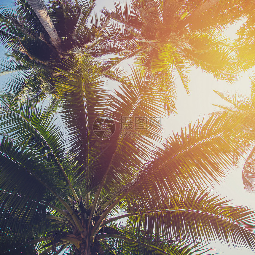 热带海岸的椰子树具图片