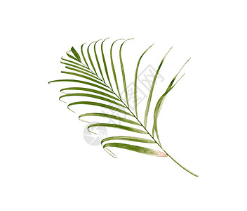 孤立在白色背景上的棕榈树的绿叶背景图片