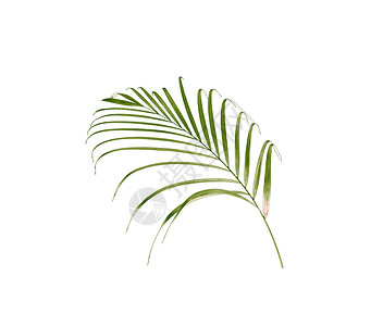 孤立在白色背景上的棕榈树的绿叶背景图片