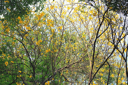 黄色喇叭树或金树和在热带称为巴拉圭黄色喇叭树开花在图片