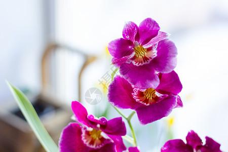 在明亮的背景上色的兰花寒武纪紫色图片