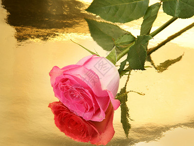 金色背景上的粉红玫瑰背景图片