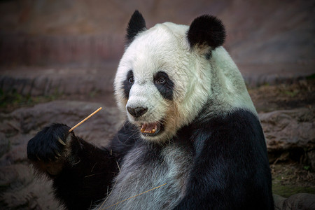 熊猫在动物园的自然图片