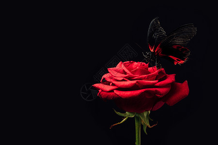 在黑色隔离的红玫瑰上近距离观背景图片