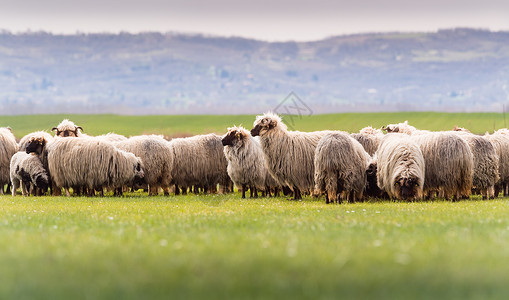 牧场上的羊群春季草甸图片