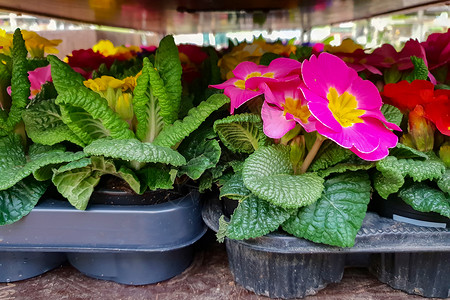 春季花卉销售Primrose图片