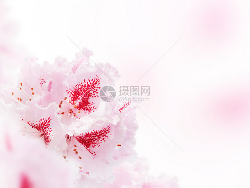 模糊背景角的浅粉红色花朵Flor图片