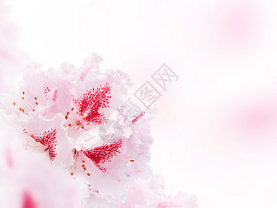 模糊背景角的浅粉红色花朵Flor图片