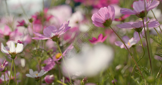 粉色和白色的波斯菊花园图片