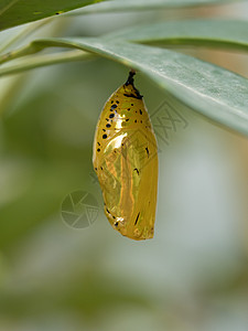 冲绳的金蛹背景图片
