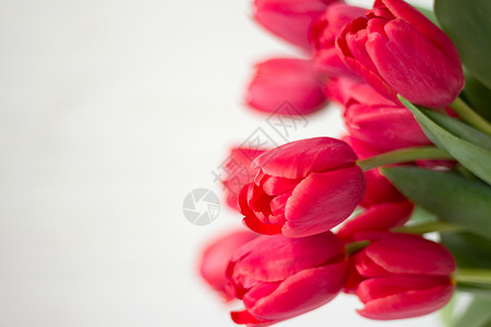 白色背景上的粉红色郁金香大束花图片