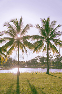 夏天公园里的椰子树图片
