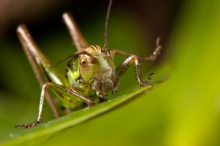绿叶上的快乐小蚂蚱图片